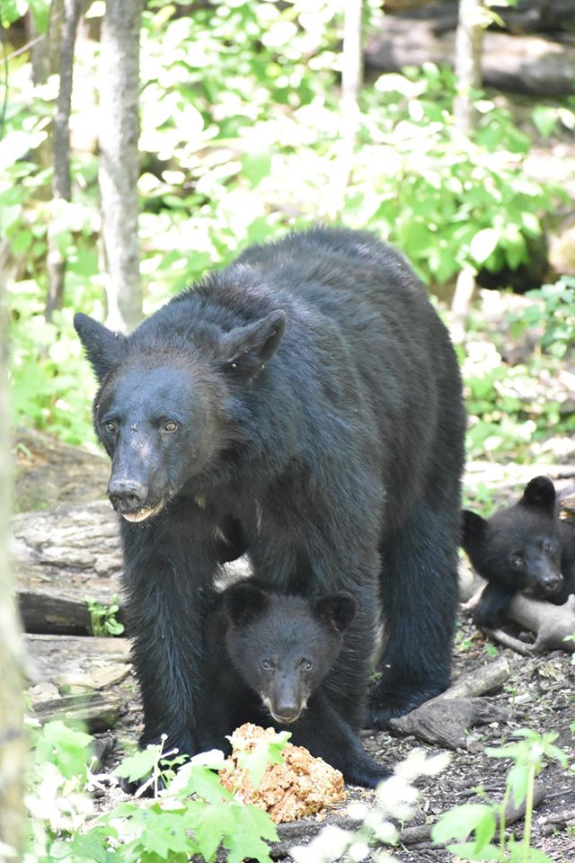 Mama bear keeps cubs longer as shield against hunters: study